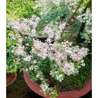Cây me bonsai cẩm thạch - cây cảnh bonsai