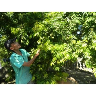 Cây Giống Sấu Ghép Chuẩn Đại Học Nông Nghiệp .