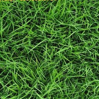 🌟Hạt Giống Cỏ Trồng Làm Thảm Cực Đẹp🌟 Dễ Trồng Sinh Trưởng Khỏe 200 Hạt