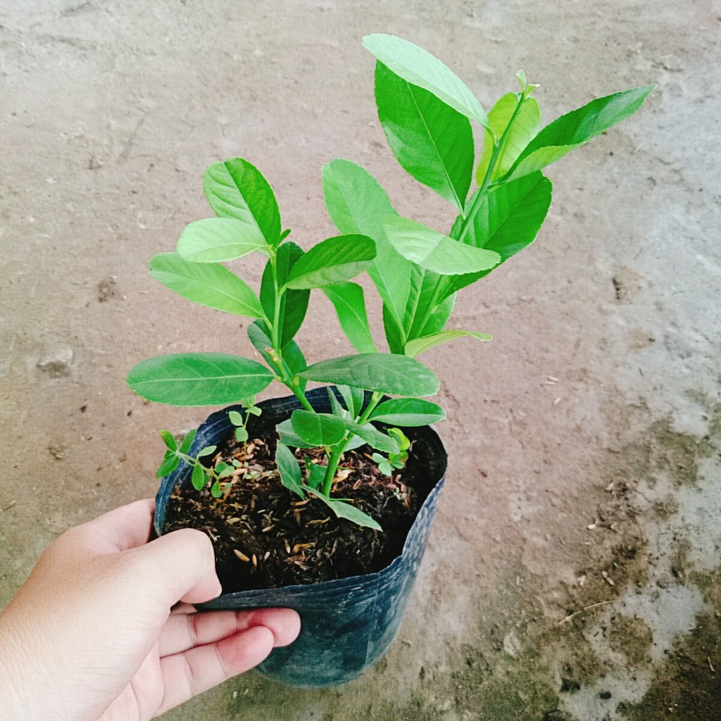Cây chanh vàng mỹ - cây ăn quả có thể trồng chậu nhanh ra trái sau 5 tháng trồng