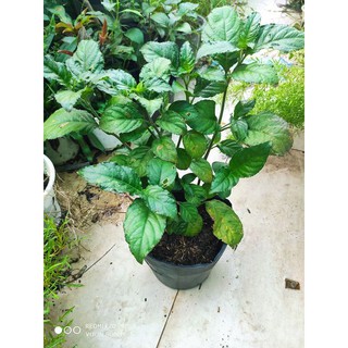 Cây trà tiên - Cây cảnh sân vườn