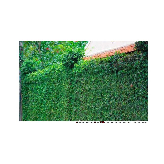 Cây vảy ốc - cây thằn lằn leo tường - cây cảnh sân vườn