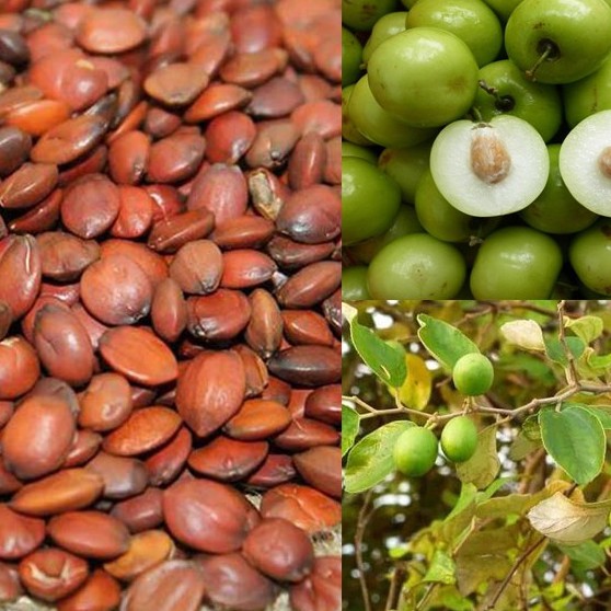 [Mã BMTTC60K giảm đến 60K đơn 50K] Toan táo nhân khô thượng hạng JINDO 1kg