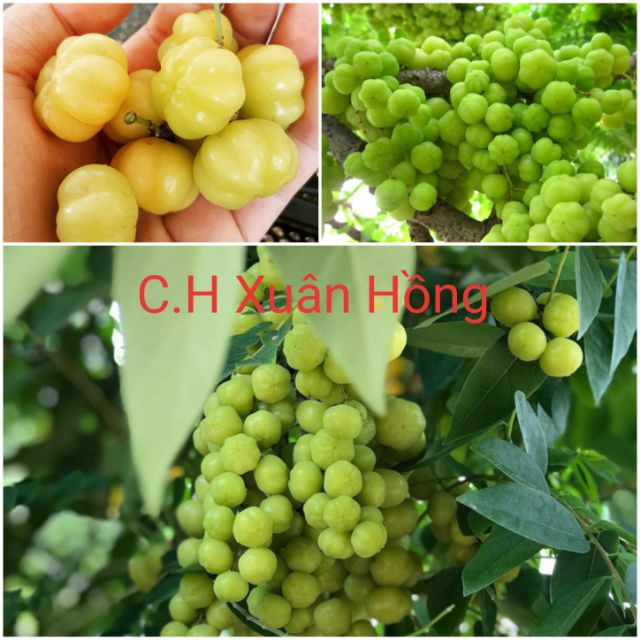 Cây chùm ruột ngọt có tàn rộng như thế nào?
