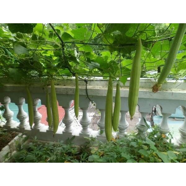 Hạt giống mướp hương năng xuất cao nảy mầm trên 90% gói 2gr hạt