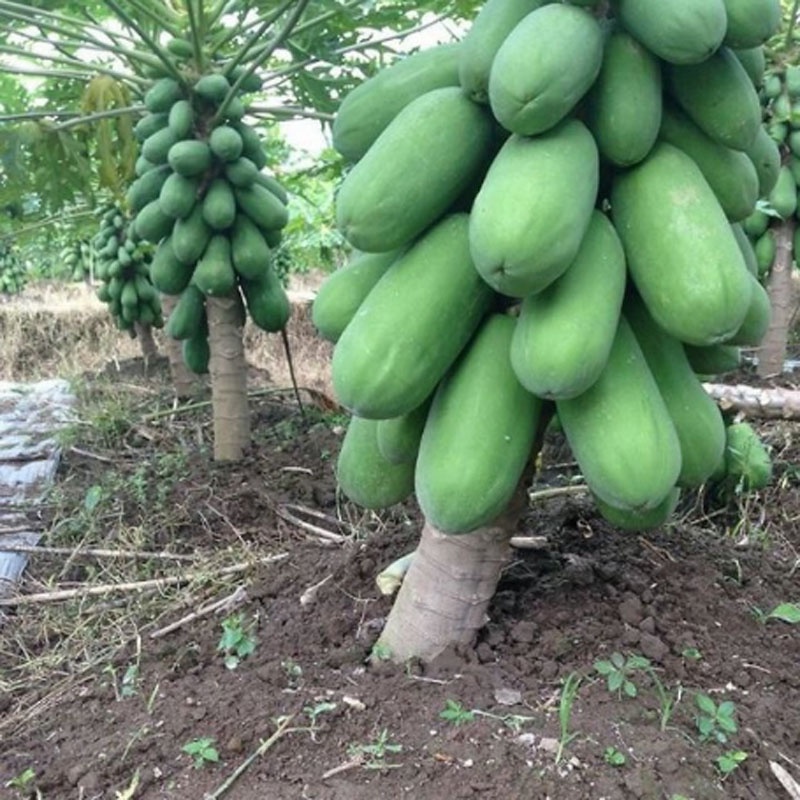 Cây đu đủ lùn - siêu quả, siêu ngọt