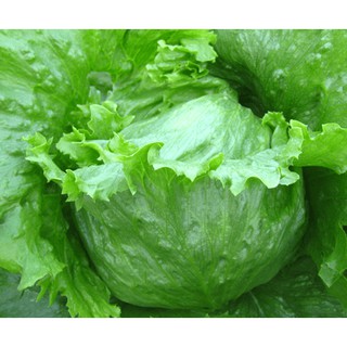 Hạt Giống Xà Lách Cuộn Xanh Siêu Dễ Trồng F1