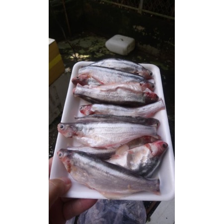 Cá xác sọc (cá sát, cá sát sọc) thiên nhiên làm sạch (500g-1kg ...