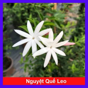 Cây nguyệt quế leo - cây cảnh sân vườn