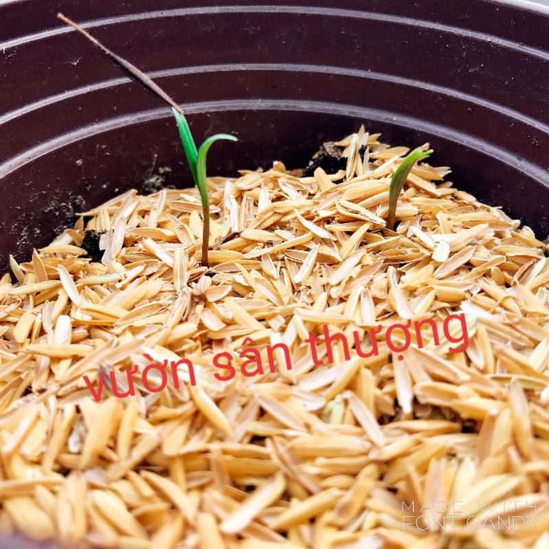 500g Trấu Trộn Đất Trồng Cây, Che Phủ Cây Con, Lót Chuồng, Chậu Trồng Cây, Tạo Độ Thông Thoáng