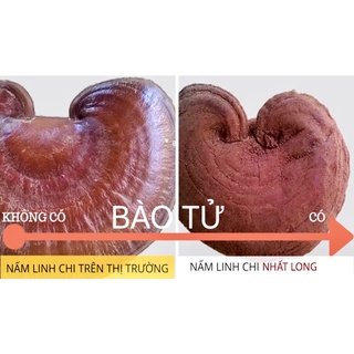 Nấm Linh Chi đỏ Nhất Long chính hãng-Túi Thái Lát 250gram Linh Chi Đỏ Chính Hãng Giải Độc Gan, Chống Lão Hóa