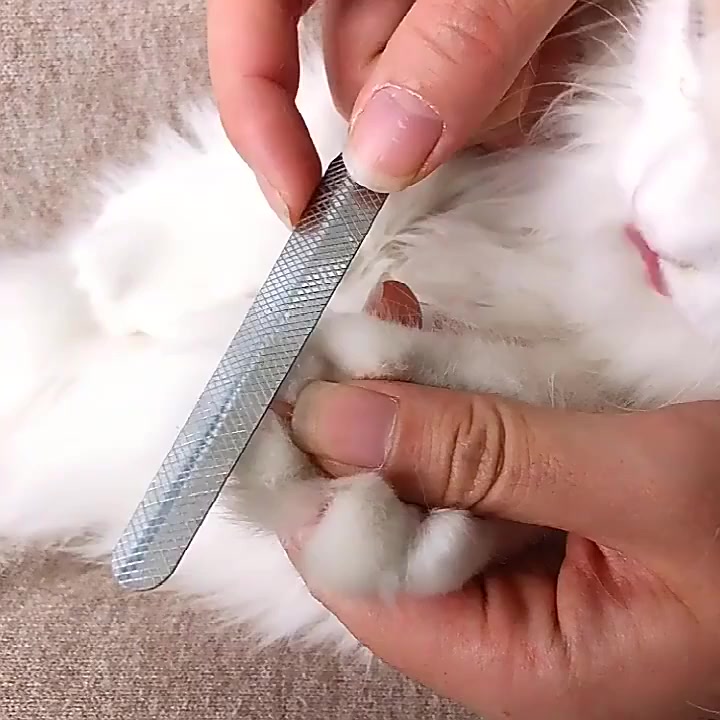 Kềm cắt móng cho thú cưng, Kềm Cắt Móng không gỉ kèm dụng cụ dũa móng ...