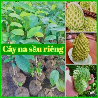 Cây na sầu riêng khổng lồ - cây giống mới độc lạ .