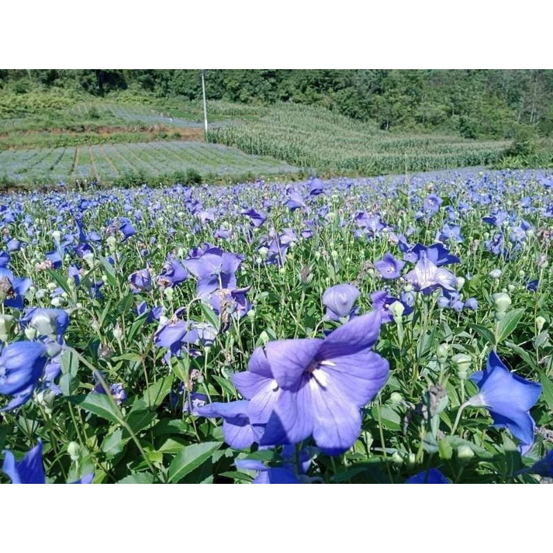 💢 200 hạt giống hoa Cát Cánh ❤ Siêu Xinh❤ nảy mầm cực đỉnh chất lượng cao