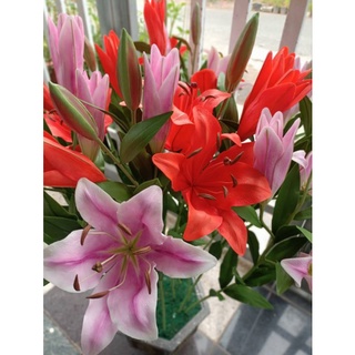 KHUÔN HOA LILY