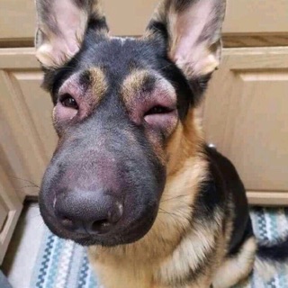 ngocxinhvl