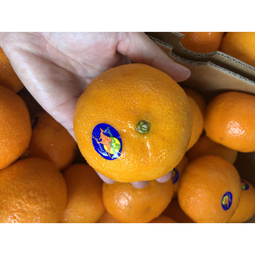 [ GIAO HỎA TỐC HCM ] [ JENNY FRUIT ] Set 1 kg Quýt Úc ngon ngọt