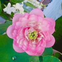 pink26_3