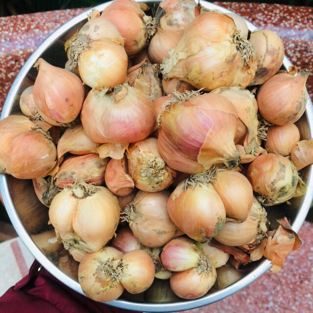 HÀNH -  TỎI TA  khÔ có cuống, cắt cuống 1000G