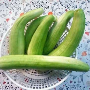 1gr hạt giống dưa gang xanh dài f1 chất lượng cao 💖 NẢY MẦM CỰC ĐỈNH💖 chất lượng cao