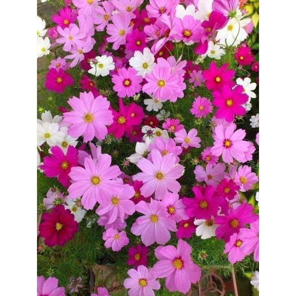 10 gam hạt giống hoa sao mix màu 💖💖Nảy Mầm Cực Đỉnh 💝💝 rất dễ trồng