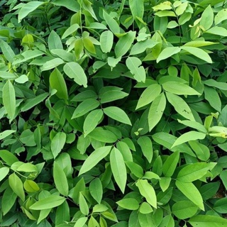 Cây muồng hoàng yến gieo hạt cao 70- 90 cm. .