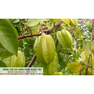 Cây Giống Khế Ngọt .