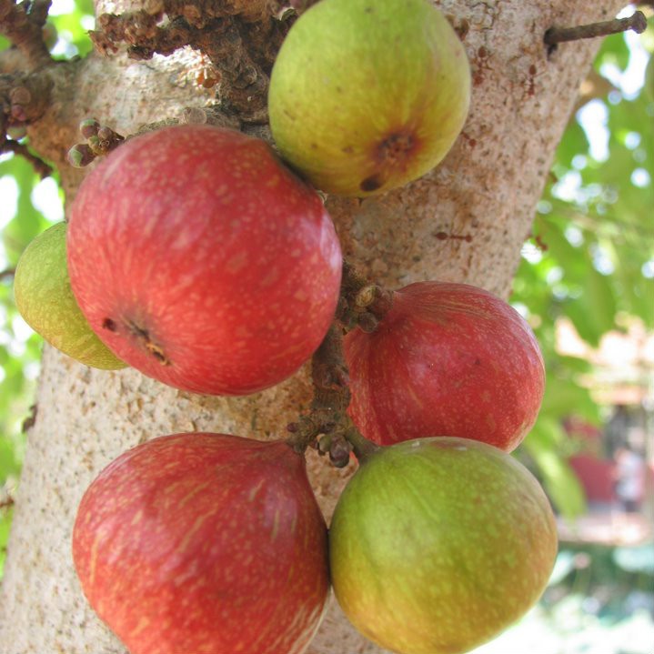 Bộ 2 gói hạt giống sung Mỹ Siêu Ngọt
