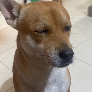 huymarco