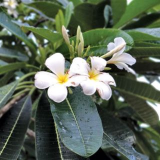 GÂN POLY LÀM LÁ HOA SỨ