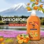 Dầu Gội Xả Shikioriori Chiết Xuất Quả Hồng S Select Nhật Bản