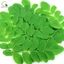 Bột Chùm Ngây Quảng Thanh, Sấy Lạnh Nguyên Chất Gói 100gr
