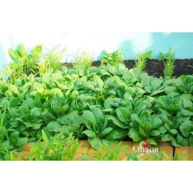 Hạt Giống Cải Chip Xanh( Cải Thìa) Hàng F1 Lá Lớn Ăn Ngọt Rất Năng Suất