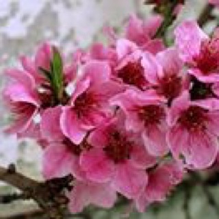 nguyenlequynhmy