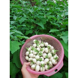 ⚡️Hạt Giống Cà Pháo Trắng Cao Sản F1⚡️ Sinh Trưởng Khỏe Chống Chịu Sâu Bệnh