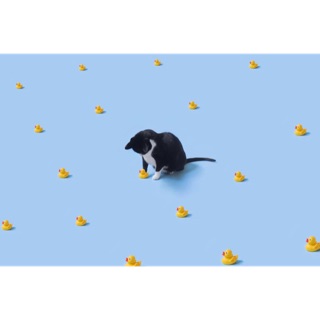elise_cheung