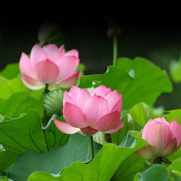 Hạt giống sen Nhật mini