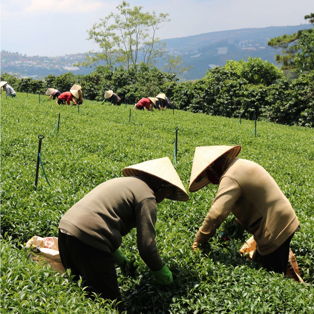 Ảnh Trà Đen Nguyên Lá DalatFarm - Túi 500g (Dòng chuyên pha chế) 2