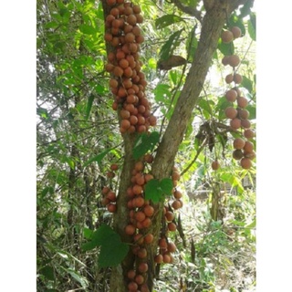 Cây Giống Quất Hồng Bì( Vua Của Các Loại Trái Cây Mùa Hè Cực Dễ Trồng Và Chăm Sóc ) .