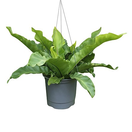 Cây Tổ Phụng - Cây cảnh để bàn