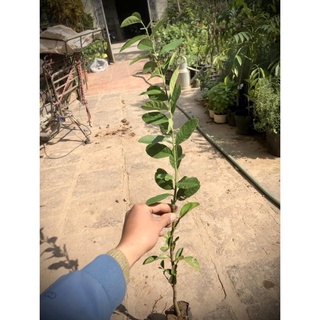 Cây Chanh Vàng Mỹ cao 50-70cm( ảnh thật số 2) .