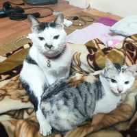 cg.petstore