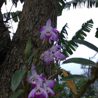 haivong_1999
