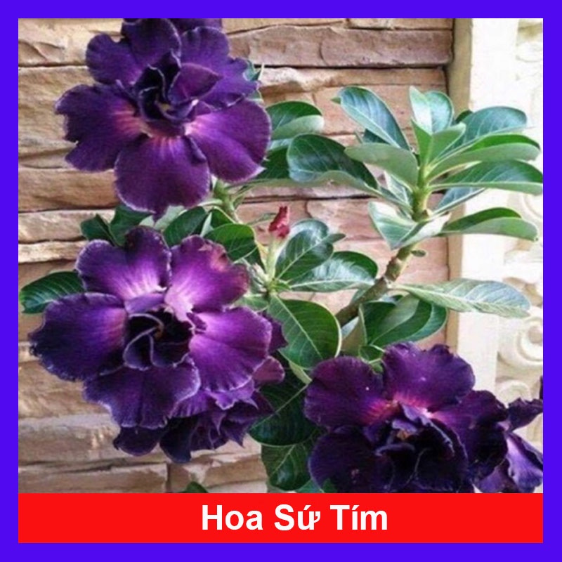 Cây hoa sứ thái kép nhiều màu tùy chọn ( hoa sứ đỏ + hoa sứ vàng + hoa sứ trắng + hoa sứ tím )