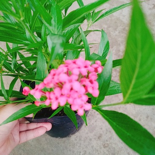 Cây Liễu Hồng - cây cảnh vườn