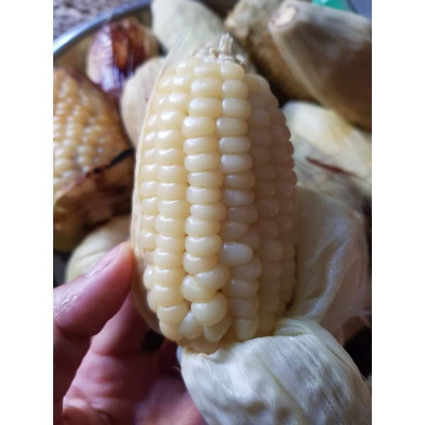 ⭐hạt giống ngô nếp nù sữa😚😚 Dẻo Thơm😍 ăn cực ngon rất dễ trồng