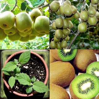 · CÂY KIWI. Cây Kiwi là loại cây thuộc dạng thân leo, cao khoảng