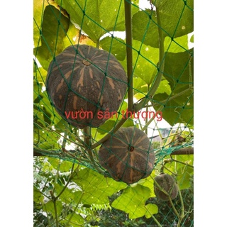 Lưới Trồng Cây (1 Mét), Làm Giàn, Dây Leo ,Khổ 2m, Cạnh 4x4 Cm