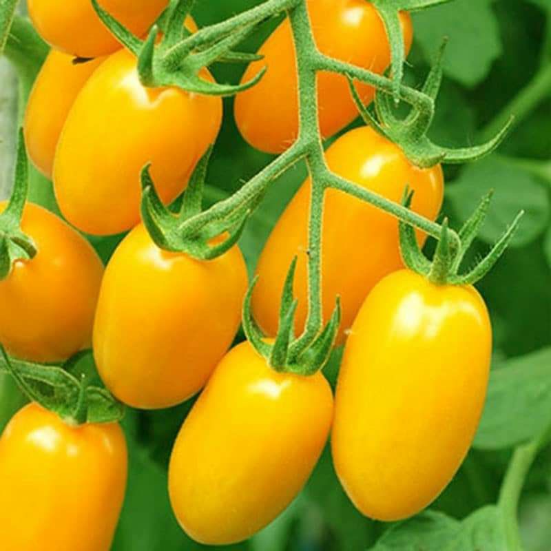 Hạt Giống Cà Chua Chuỗi Bi Vàng F1 Siêu Quả💕 Chất Lượng Cao