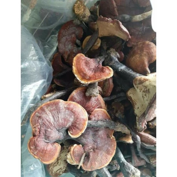 Nấm LIM XANH rừng tự nhiên [0,25-0,5kg-1kg]
